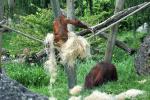 2013 07 06 beauval 132